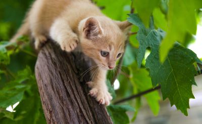 PURE LIFE CAT - ПЕРФЕКТНАТА ХРАНА ЗА ИСТИНСКАТА ПРИРОДА НА КОТКИТЕ. БЕЗ ЗЪРНО. С ВИСОКО СЪДЪРЖАНИЕ НА ЖИВОТИНСКИ ПРОТЕИН. С ИЗКЛЮЧИТЕЛЕН ВКУС. ПРОИЗВЕДЕНИ ВЪВ ФРАНЦИЯ